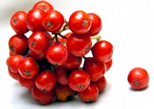 ягоды красной рябины