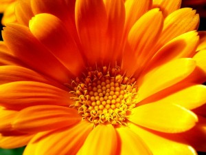 цветок календулы