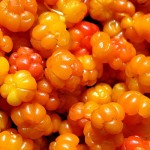 ягоды морошки
