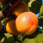 спелые абрикосы на ветке