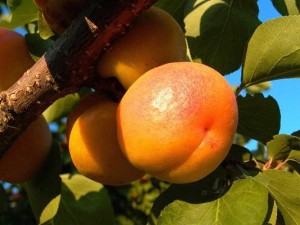 спелые абрикосы на ветке