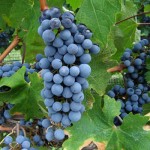 спелый виноград