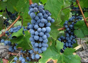 спелый виноград