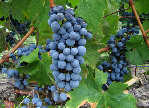 Наиболее популярные винные сорта винограда